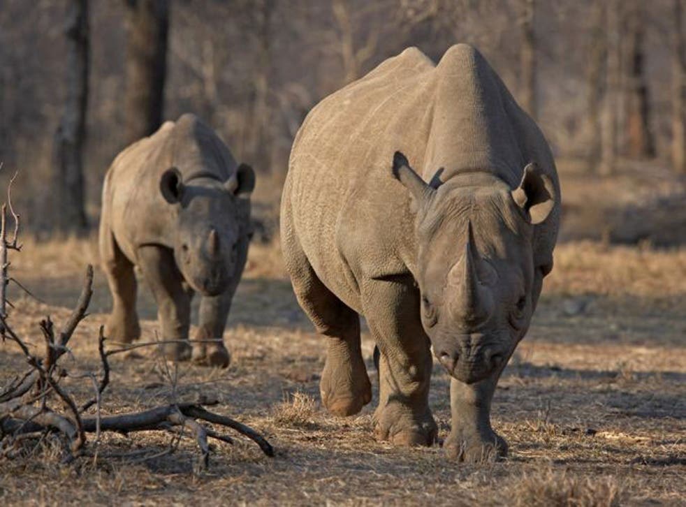 The bounty marks an escalation in the fight against wildlife crime