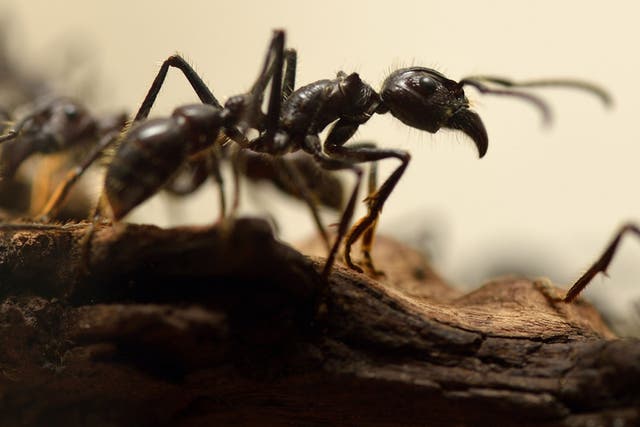 A colony of ants have set up home in the International Space Station as part of an experiment to see how their behavior changes in an environment of low gravity