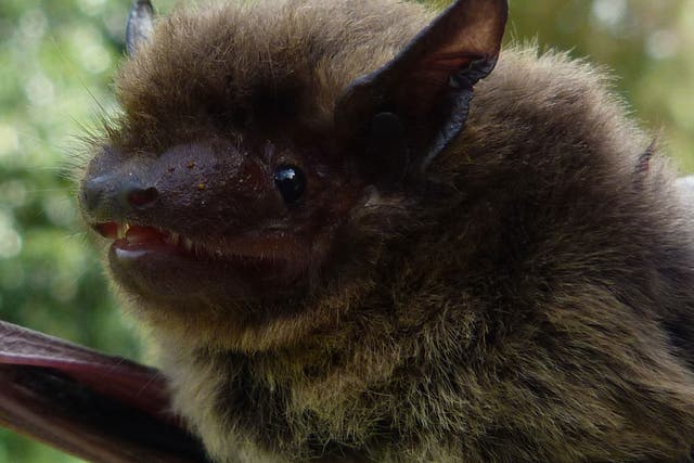 The Nathusius’ pipistrelle weighs just 7.6g and is the size of a human thumb