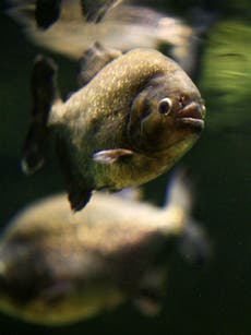 Read more

Ten people wounded by flesh-eating piranhas while bathing in Argentina