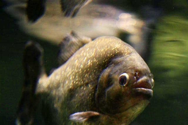 A red bellied piranha, similar to the palometas that have injured bathers in attacks in Argentina