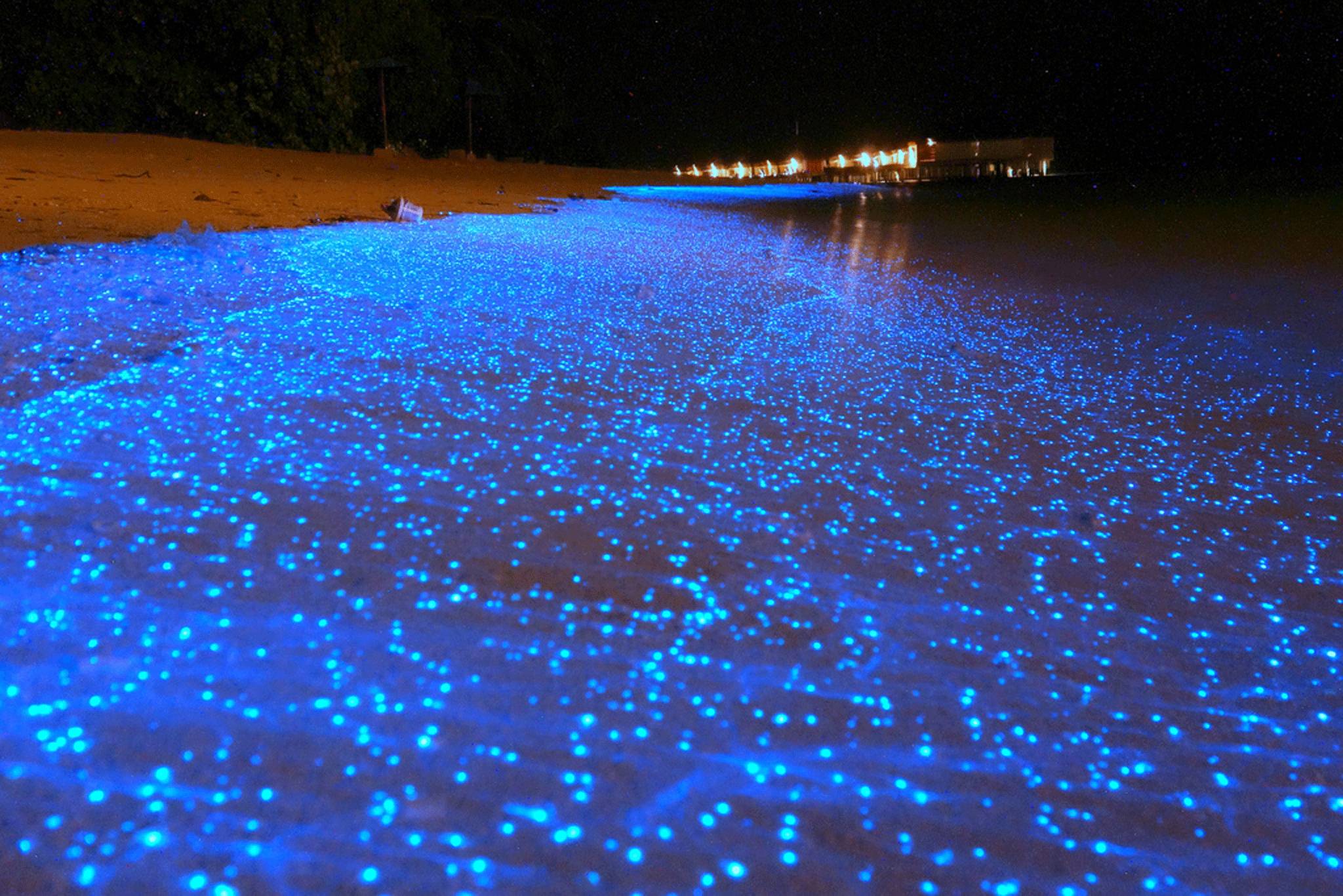 Bioluminescent phytoplankton washes up on Maldives beach
