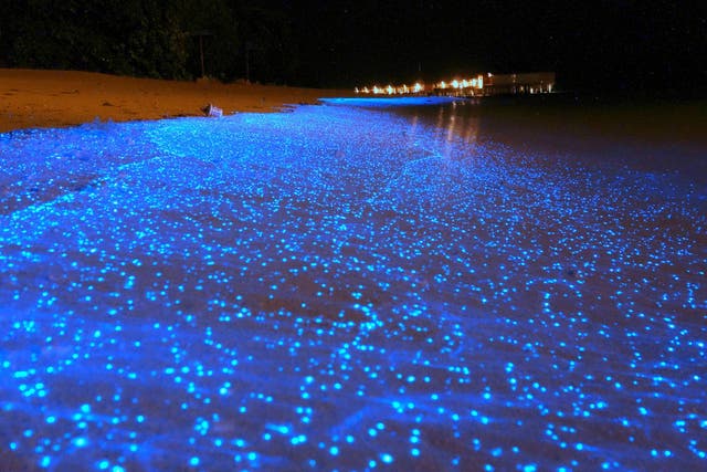 <p>Phytoplankton can create spectacular light shows. File picture</p>