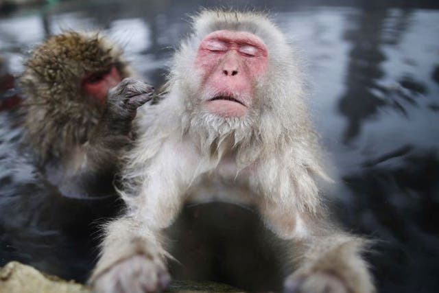 Some 160 of snow monkeys inhabit the Monkey Park in the town of Yamanouchi and are a popular tourist draw