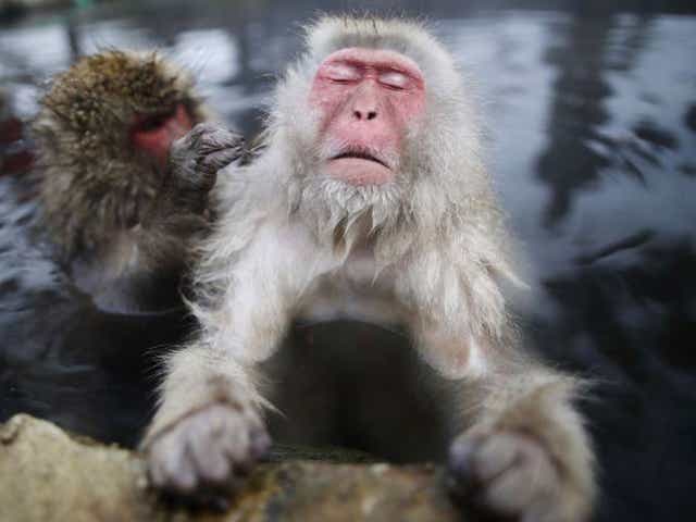 Some 160 of snow monkeys inhabit the Monkey Park in the town of Yamanouchi and are a popular tourist draw