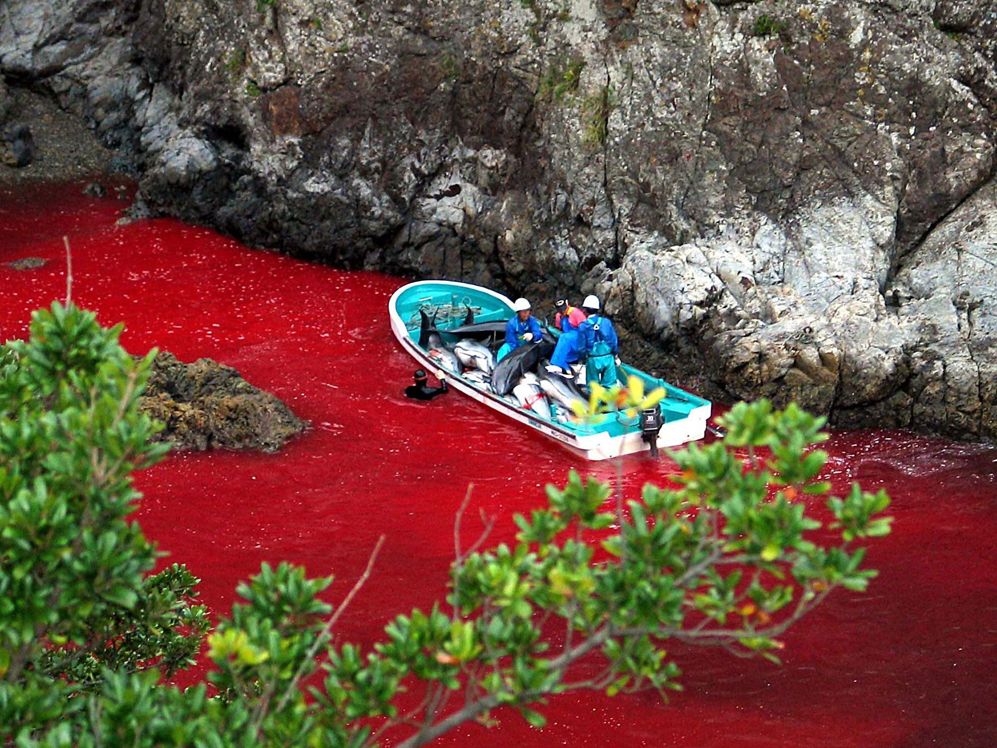 Japanese fishermen transporting slaughtered dolphins in Taiji harbour; the water of the cove is red with the blood of dead animals. Locals brand criticism of the cull 'cultural imperialism'