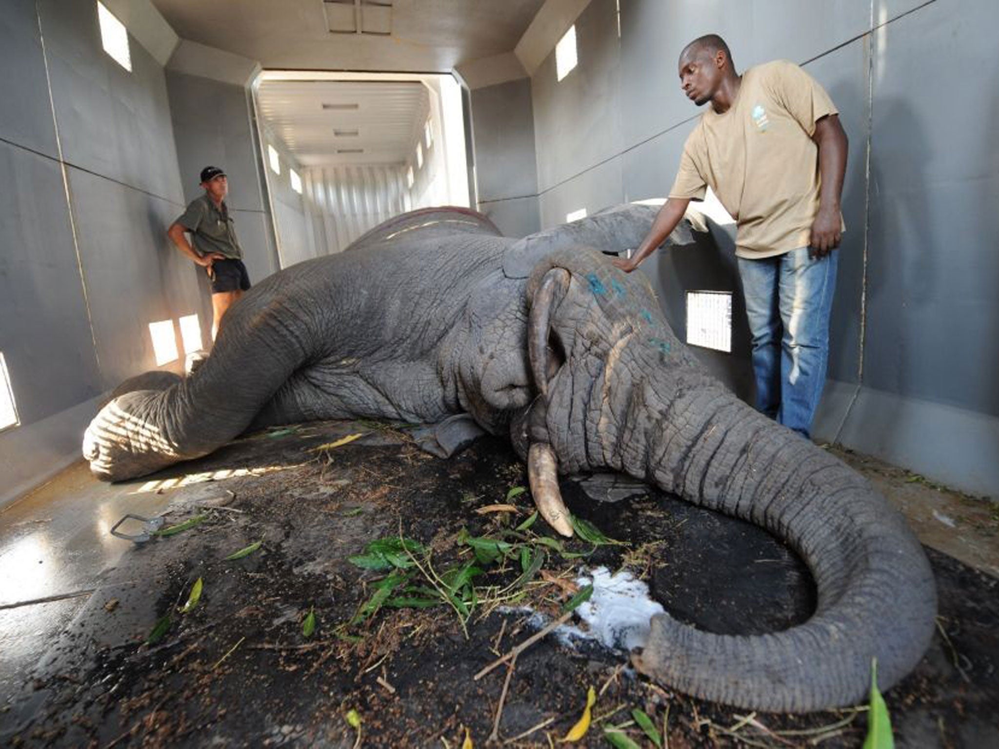 Members of the NGO team IFAW (International Fund for Animal Welfare) stand near an elephant in a truck as part of an operation to relocate dozens of elephants in conflict with farmers in the village of Tapegue, commun of Daloa