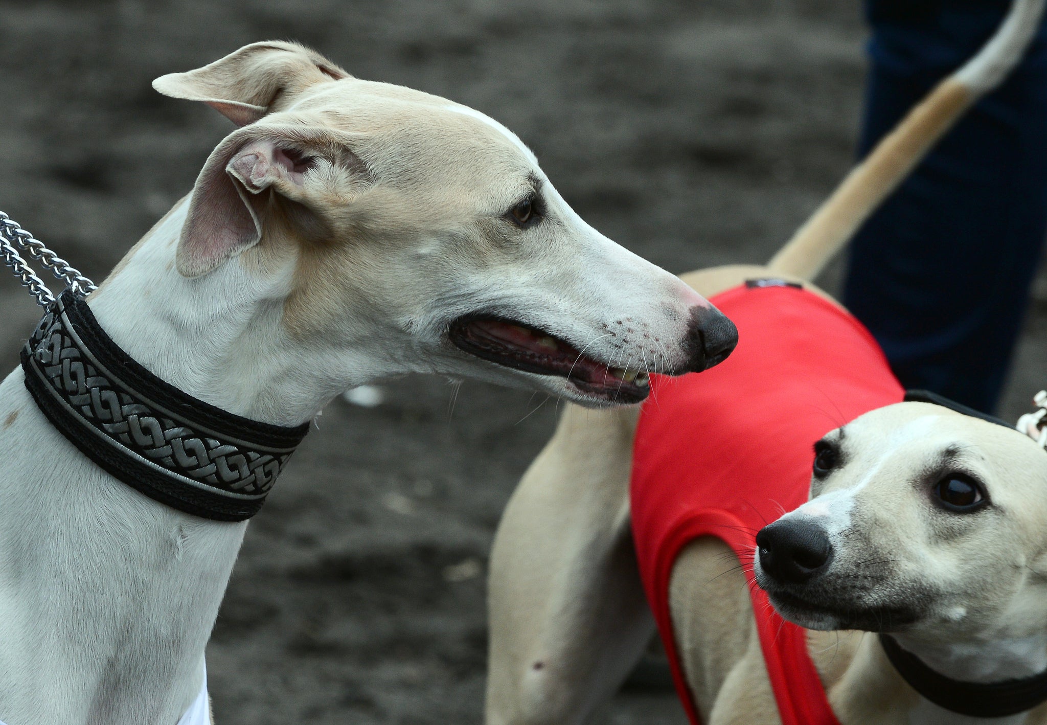 Alabama Rot eventually leads to kidney failure and is more commonly seen with greyhounds, but there are fears that it is now beginning to affect other breeds