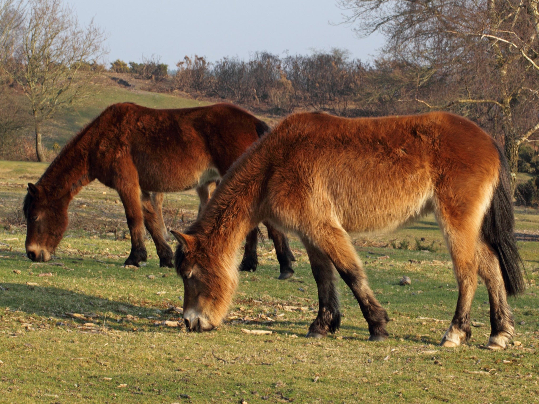 Owners are being warned about a disease that may affect dogs in the New Forest, which is better known for its ponies