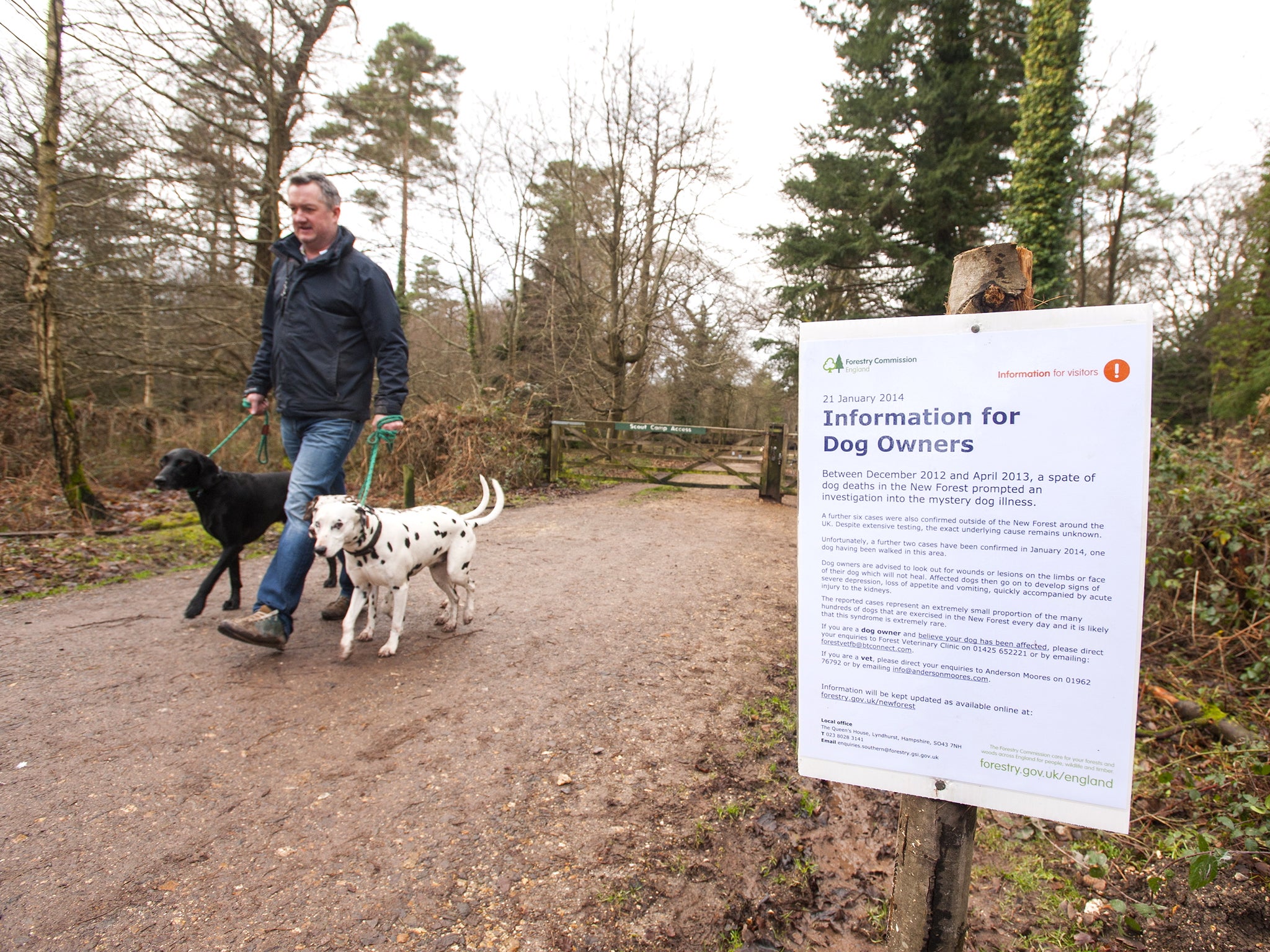 Dog owners in Hampshire warned about mystery disease killing canines in the  New Forest | The Independent | The Independent