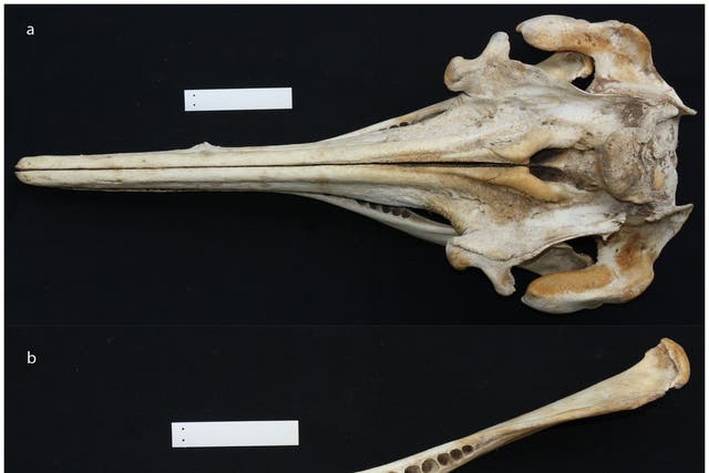 The skull of an Araguaian boto, which scientists say is a distinct new species of Amazonian river dolphin