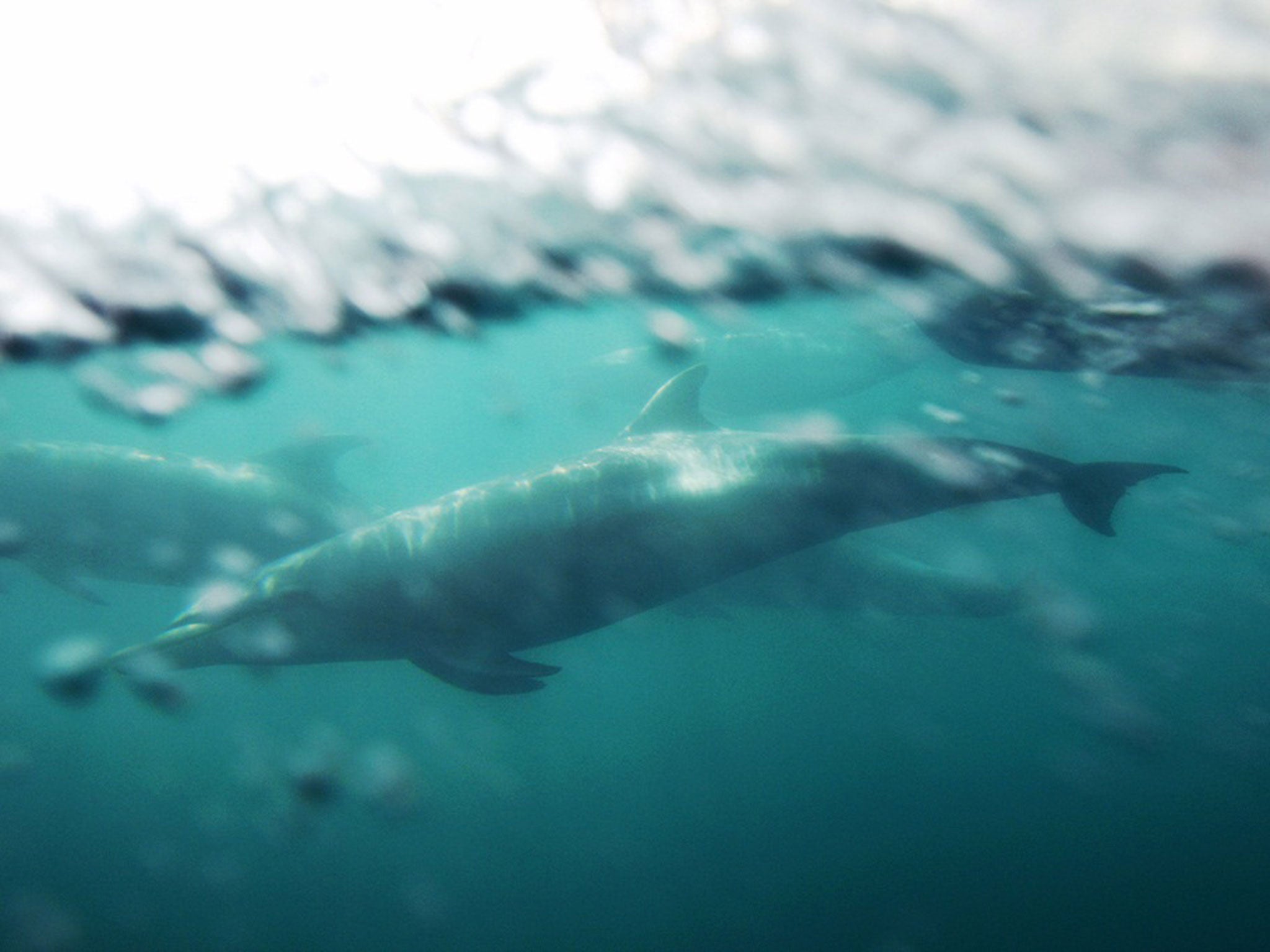 The Baiji or Yangtze river dolphin, Lipotes vexillifer, was declared 'functionally extinct' after none could be found in 2006