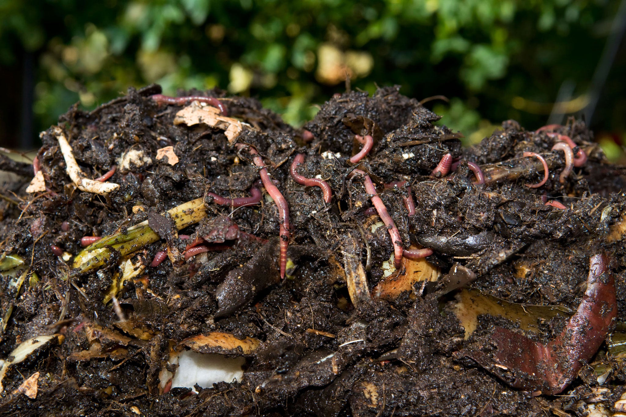 Freshly-dug homemade compost full of worms