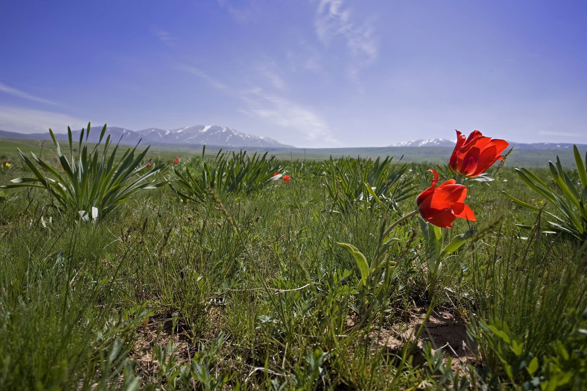 Tulips blooming in the Tian Shan mountains (Alamy)