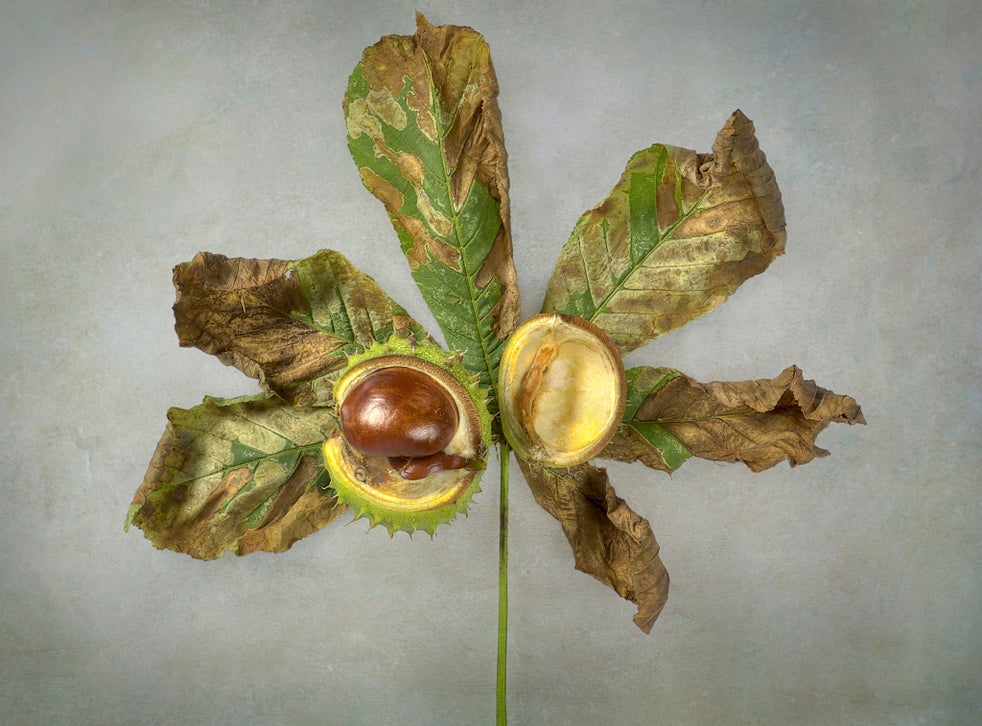 UK’s conkers and horse chestnut trees under threat The Independent