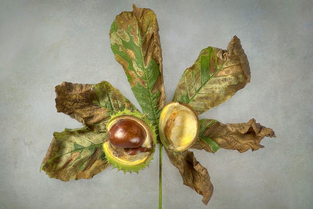 Close-up image of a conker and single horse chestnut leaf, which is showing signs of leaf miner damage (Getty Creative)