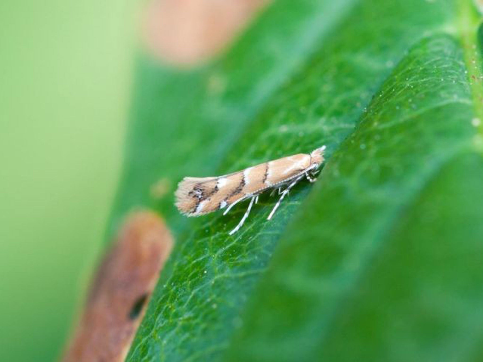 A horse-chestnut leaf-mining moth which is winning an insect war in England and Wales