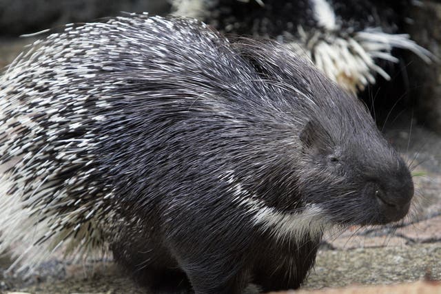 A porcupine fell onto the head of a woman and left over 250 quills in her scalp
