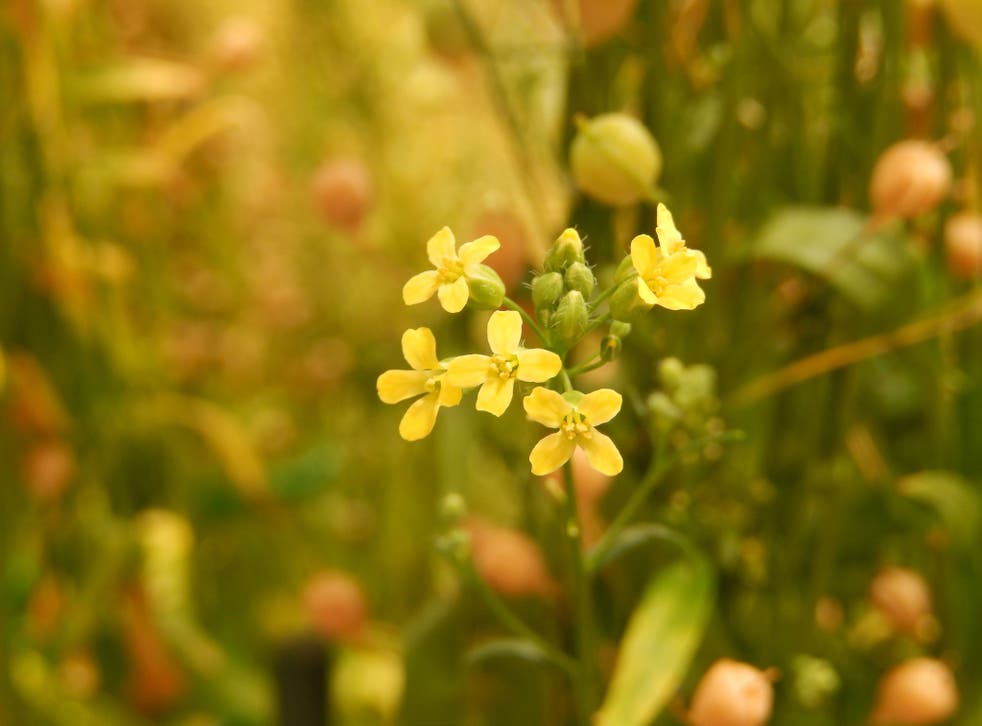 Camelina sativa plants are engineered with synthetic omega-3 genes that trigger the production of the 'fish oil' in the seeds of the harvested crop