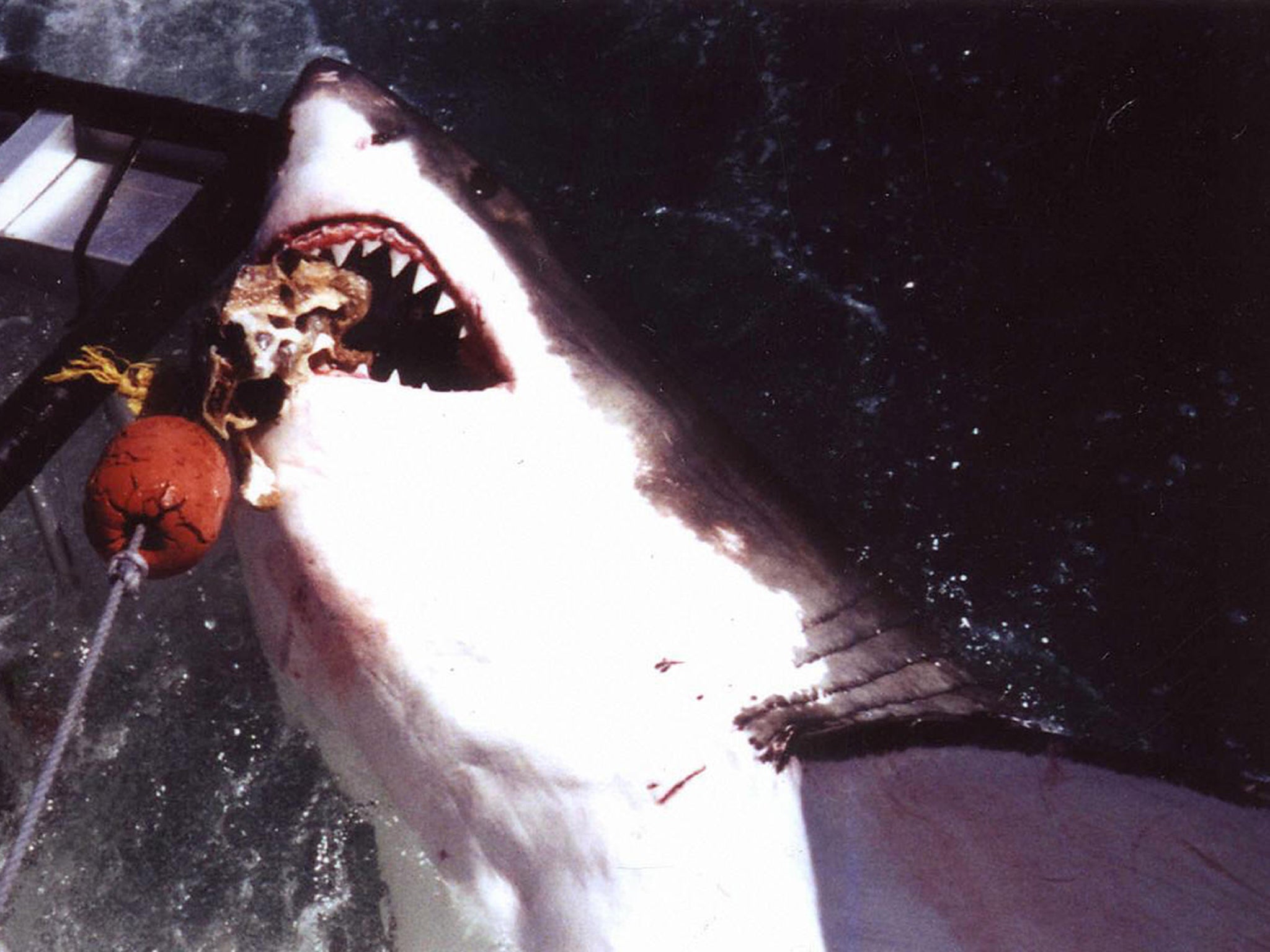 The controversial action will see fishermen catching and killing great white sharks that come to close to beaches.