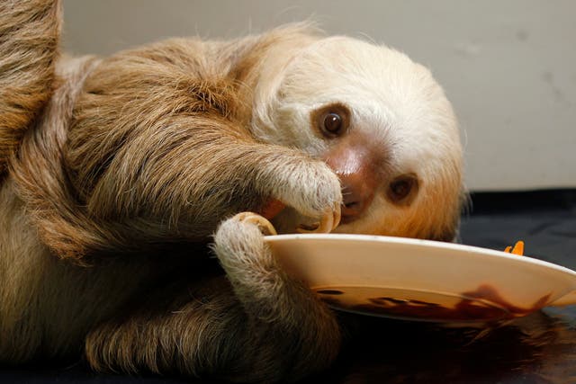 A rescued baby sloth eats at a Sloth Sanctuary in Costa Rica.
