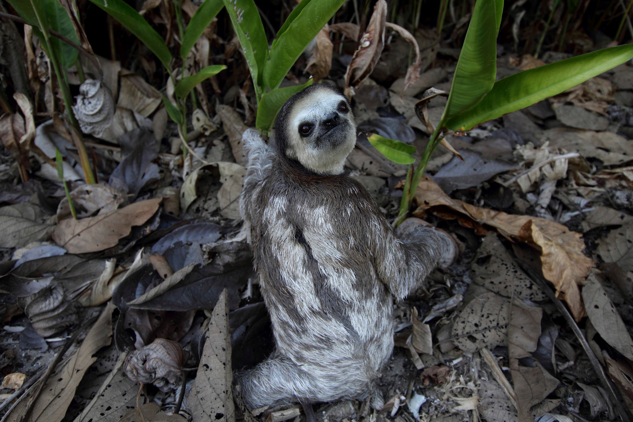 Sloths only need to go to the toilet once a week because of their low-energy diet and slow metabolism.