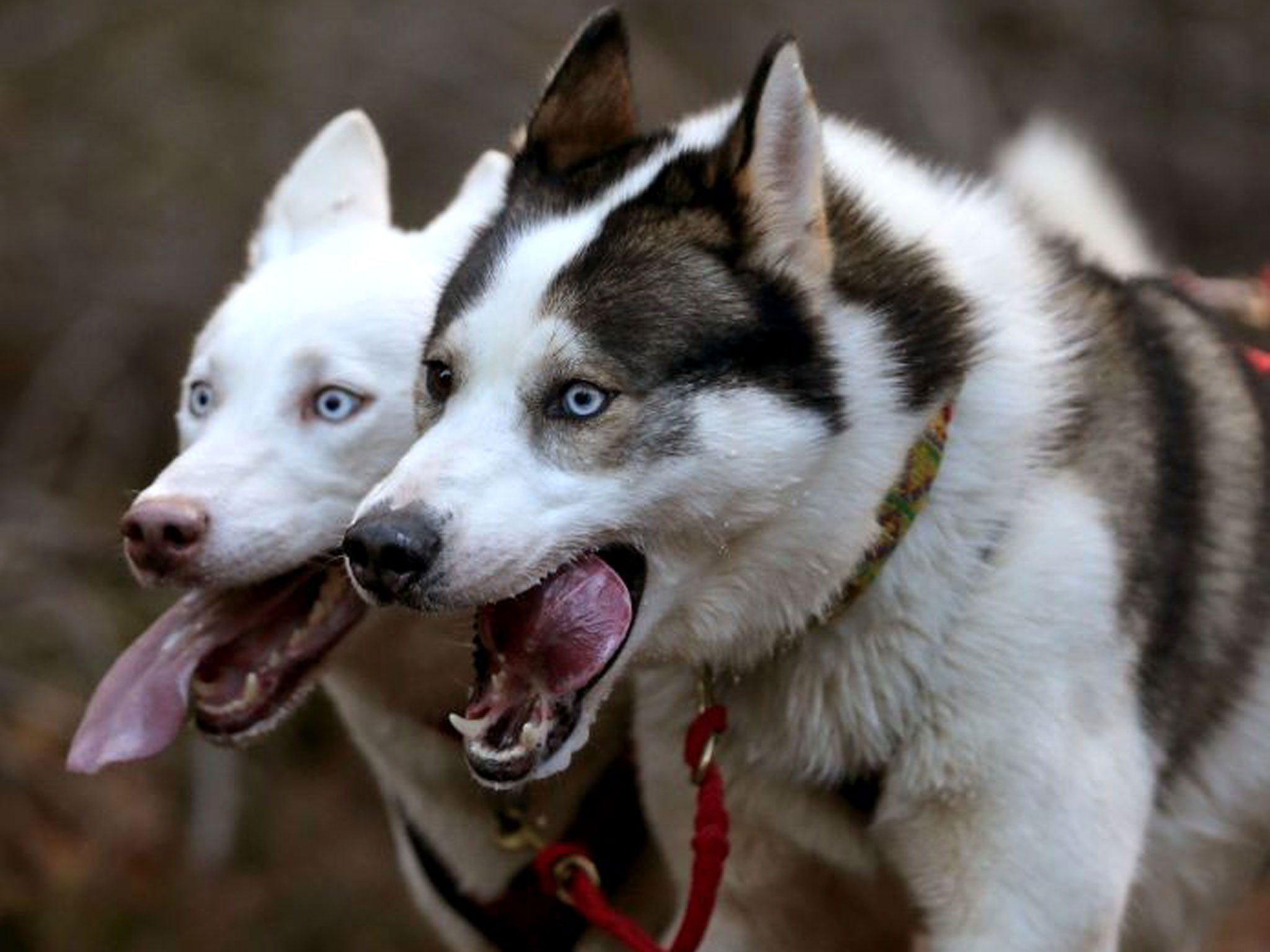 Huskies during practice in the forests near Aviemore for the Arden Grange & Siberian Husky Club of Great Britain 31st Anniversary Aviemore Sled Dog Rally being held this weekend.