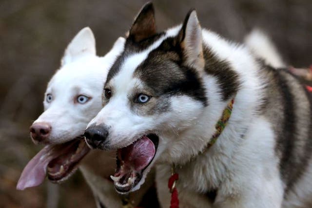 <p>File Siberian Husky in Aviemore, Scotland. A woman in Montana hunted down a husky sparking outrage  </p>