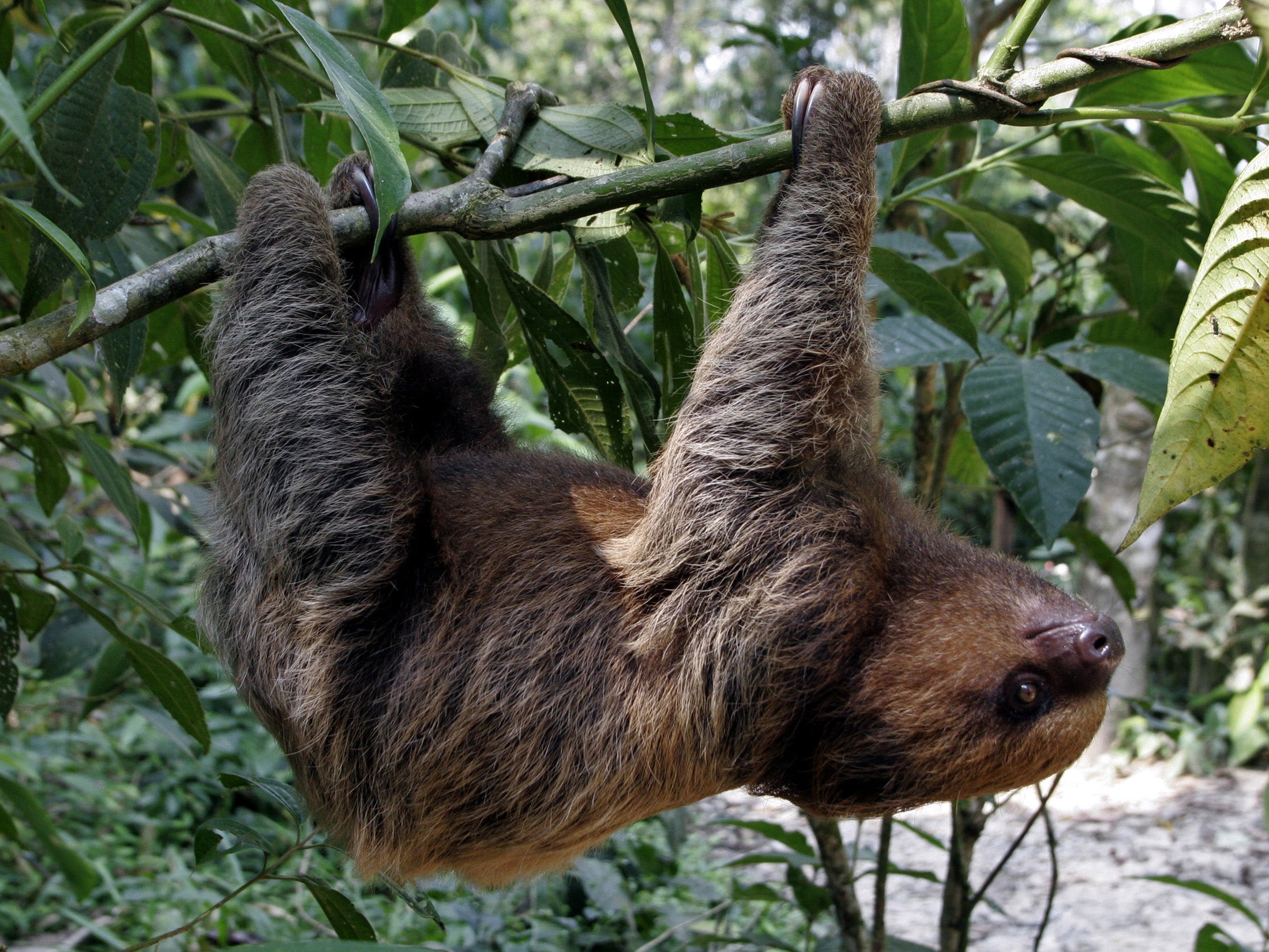 sloths hanging