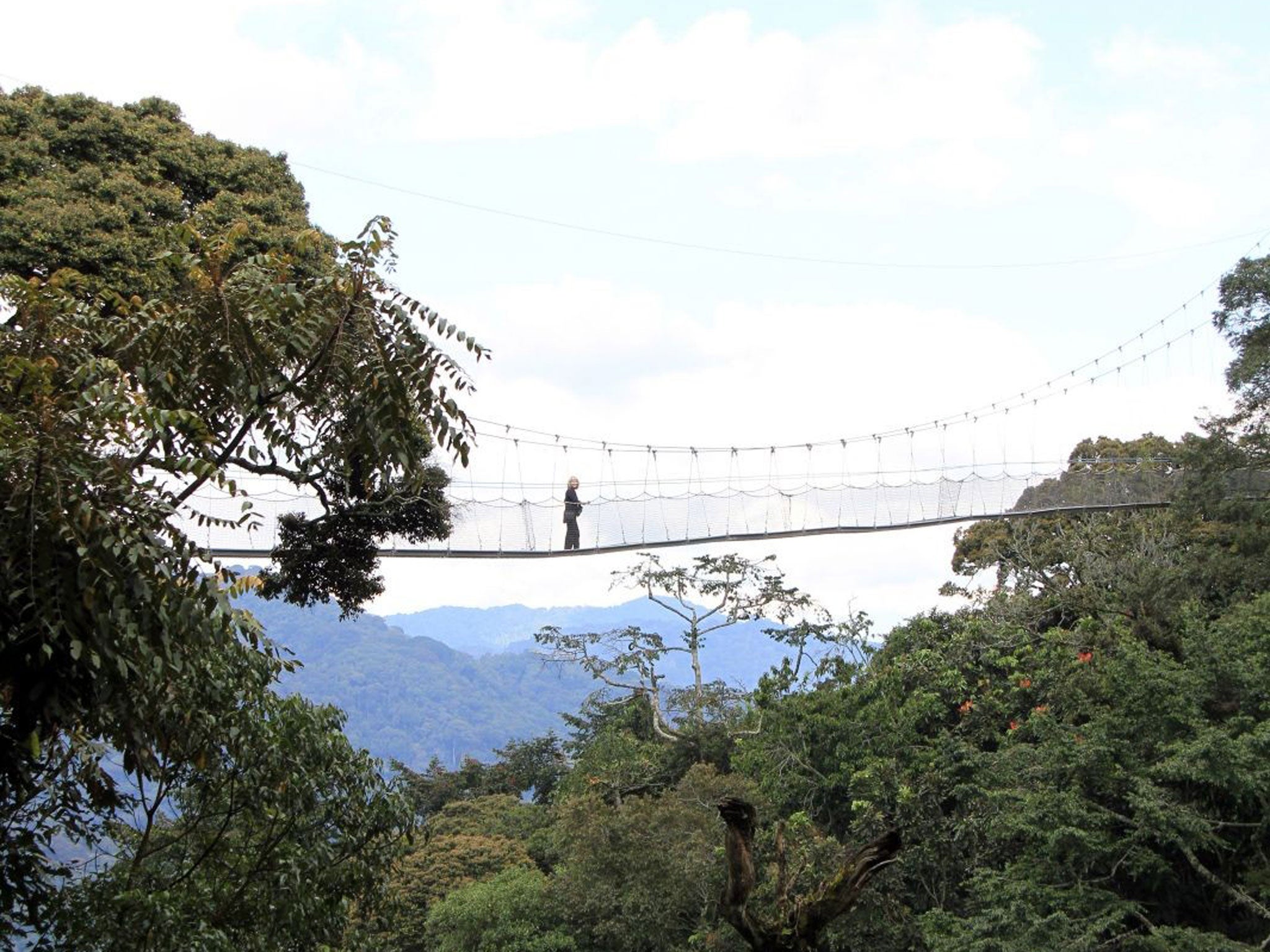 Sue Watt on the Nyungwe Forest Canopy walk