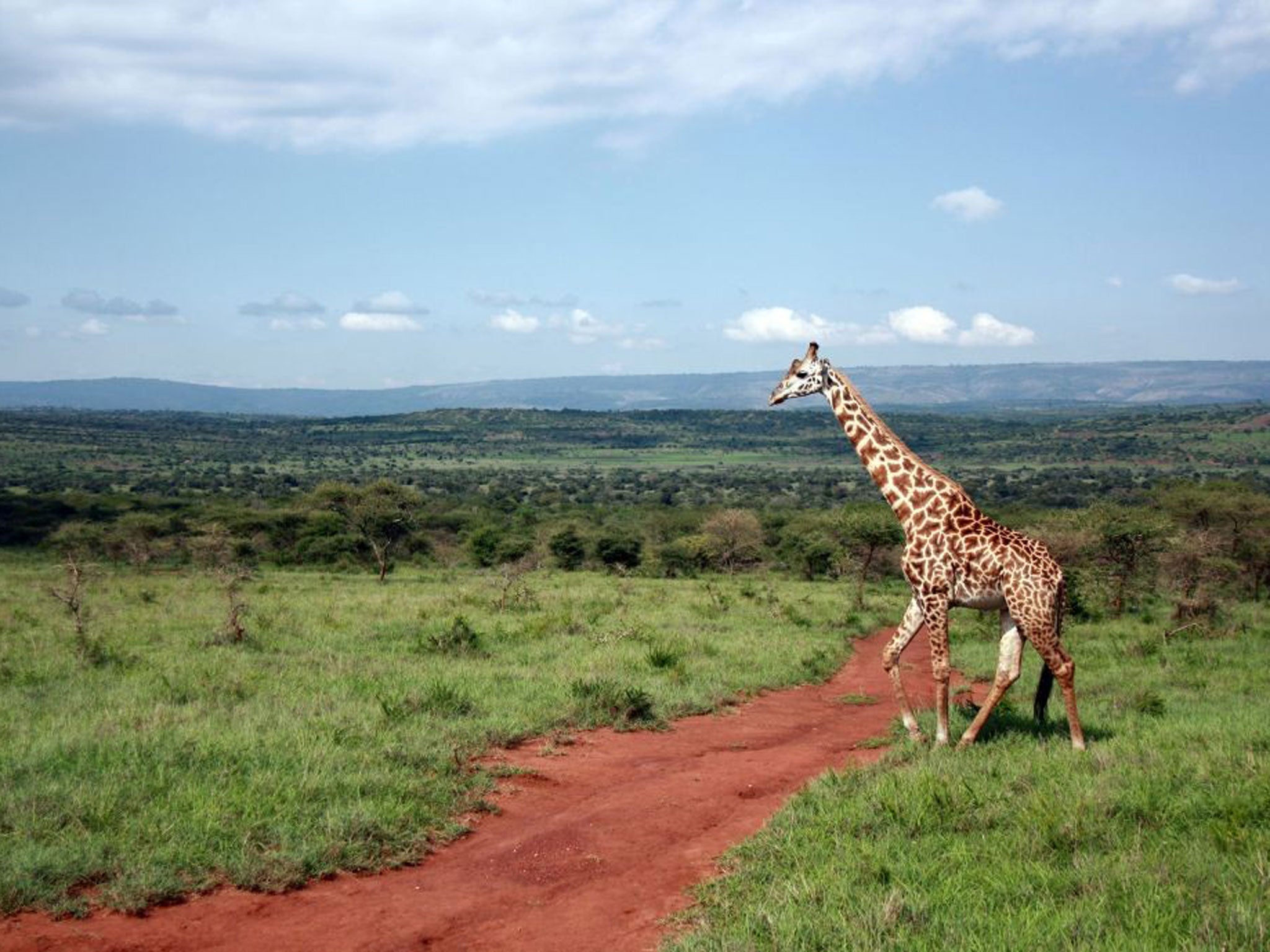 A giraffe serenely crosses a dirt track, as the nature reserve stretches out