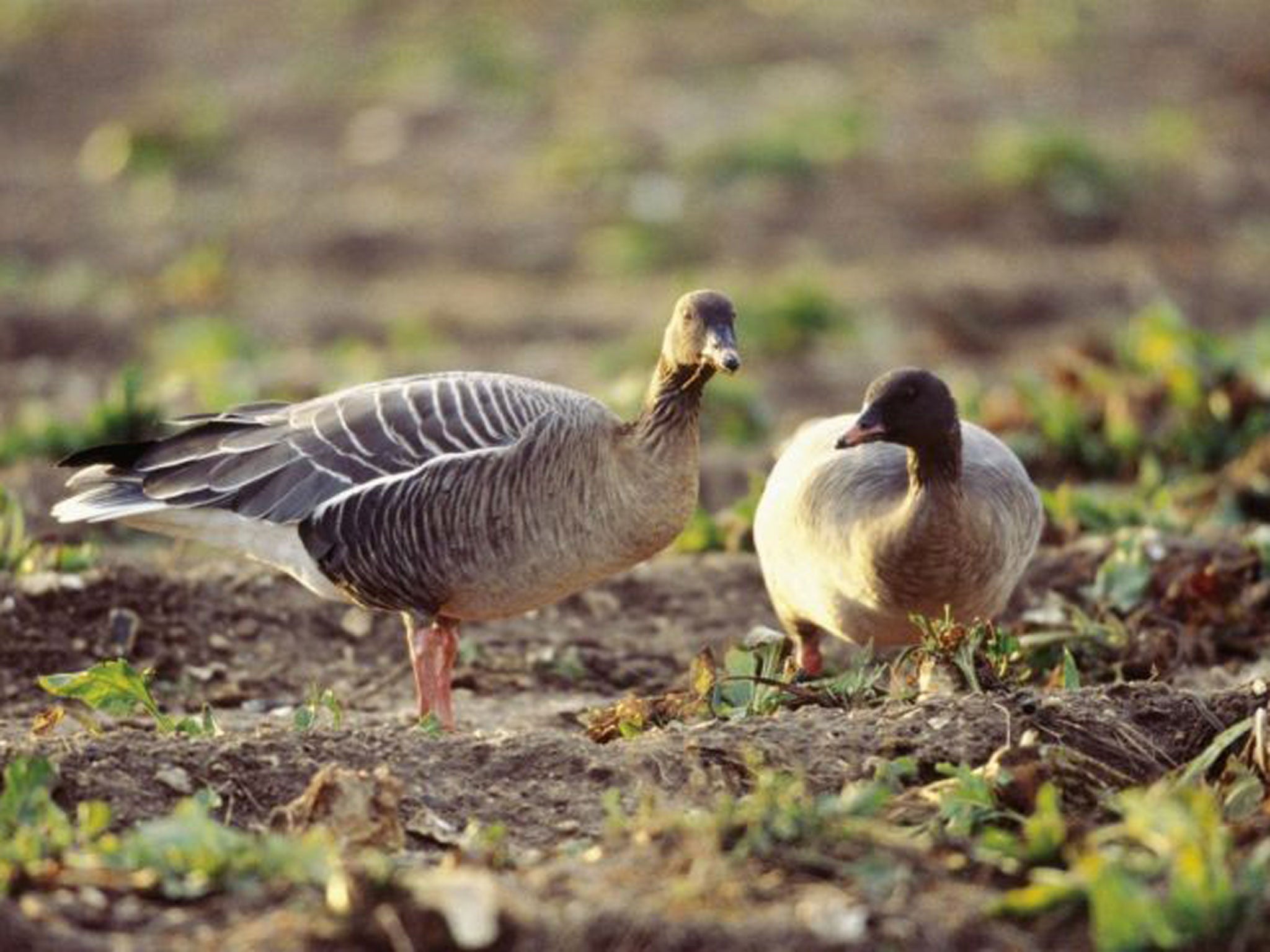 Beak season: Pink-footed geese are found inland