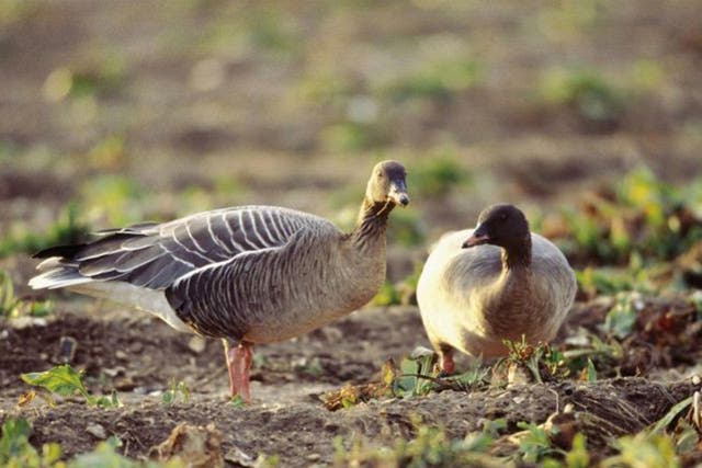 Beak season: Pink-footed geese are found inland 