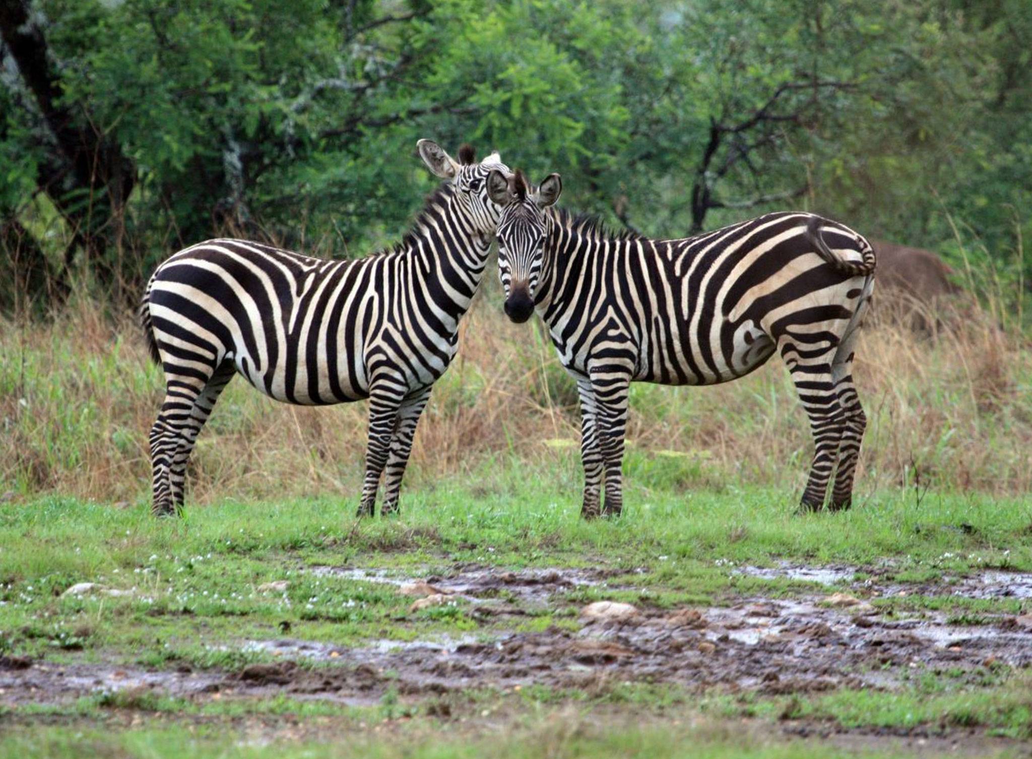 Zebras gaze at the camera