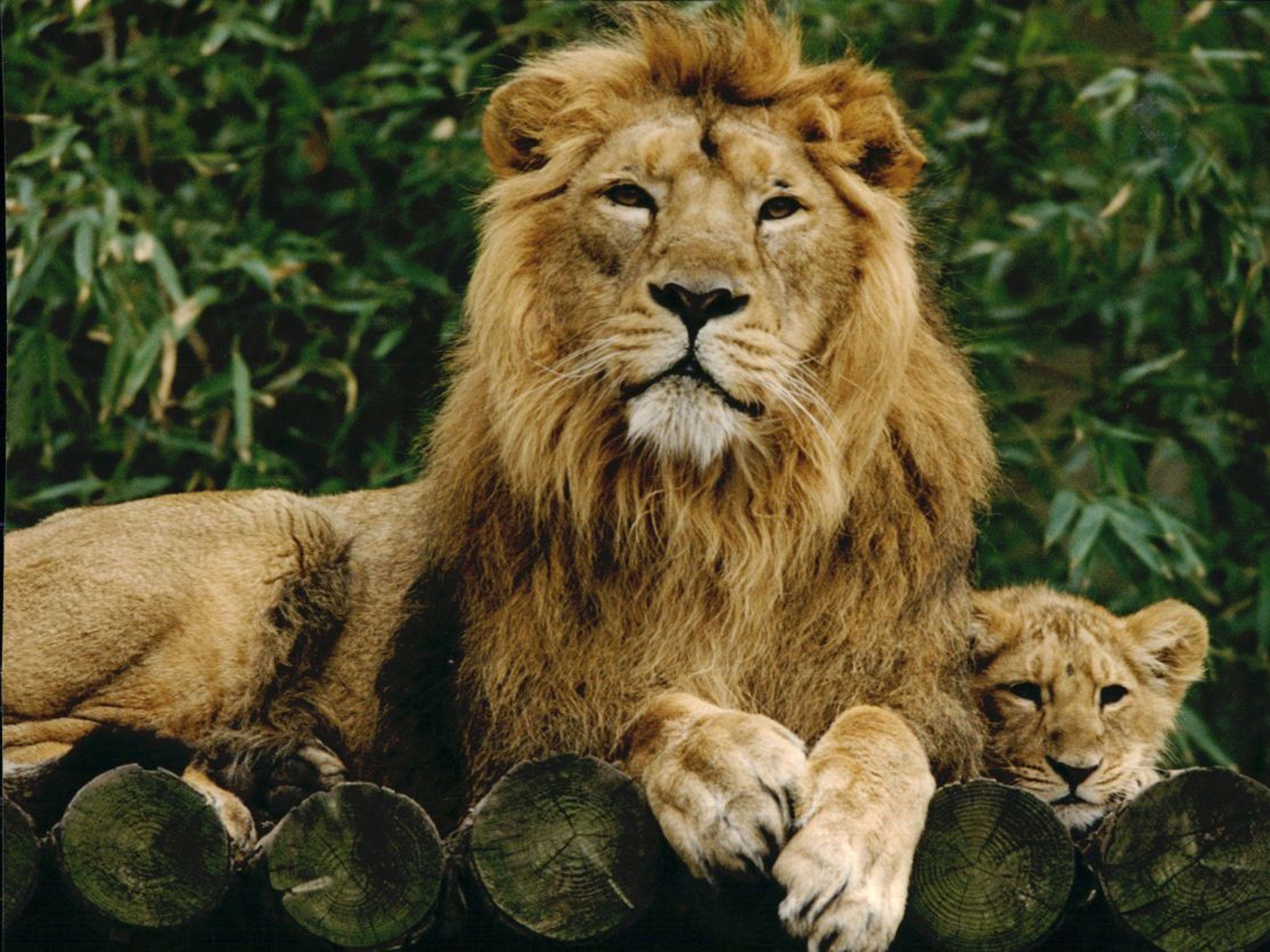 A male Asiatic lion guarding his cub at London Zoo