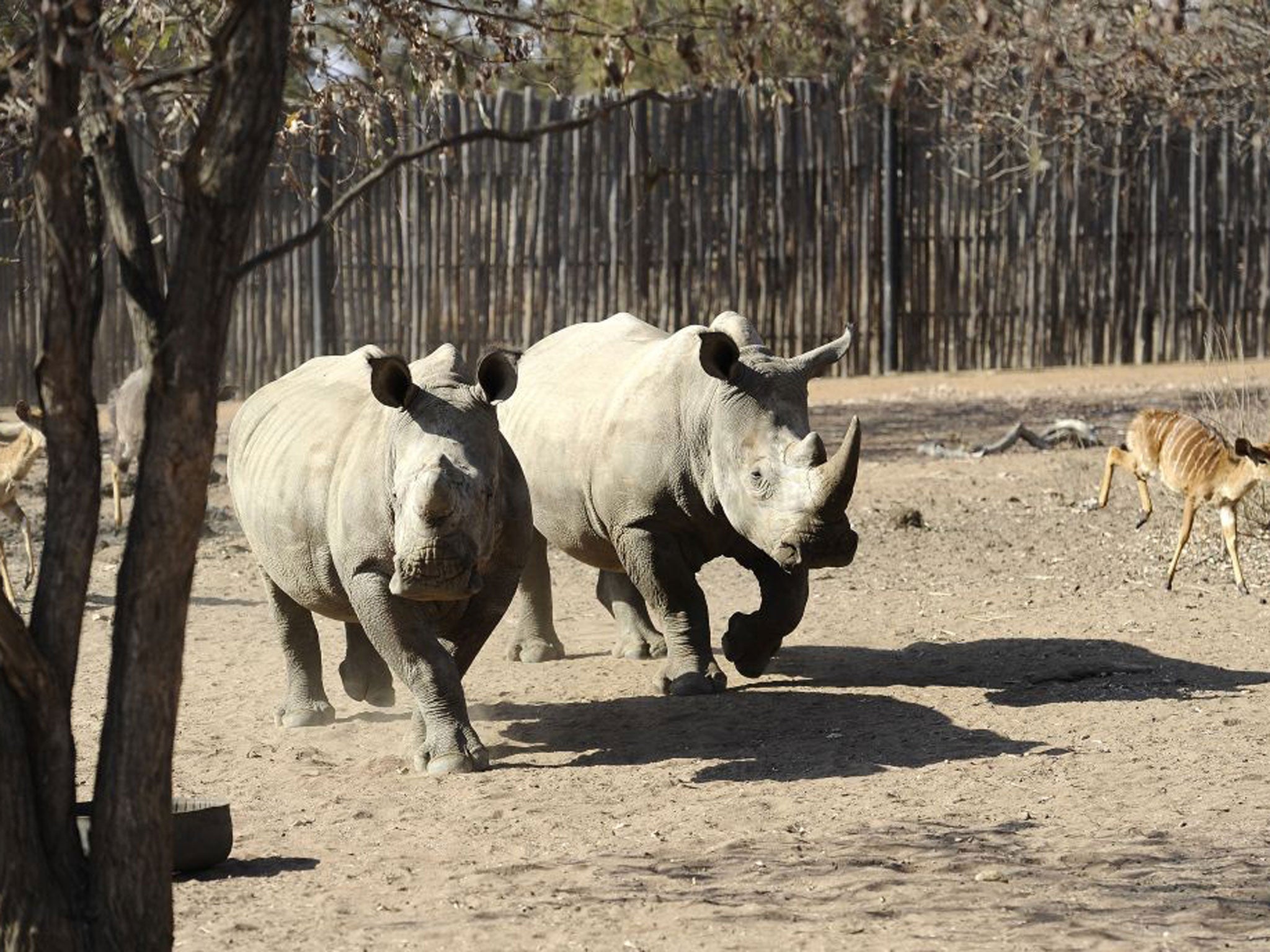 Supply and demand: White rhinos at the Entabeni Safari Conservancy, Limpopo, South Africa