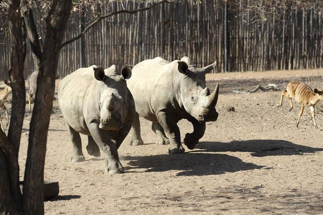Supply and demand: White rhinos at the Entabeni Safari Conservancy, Limpopo, South Africa
