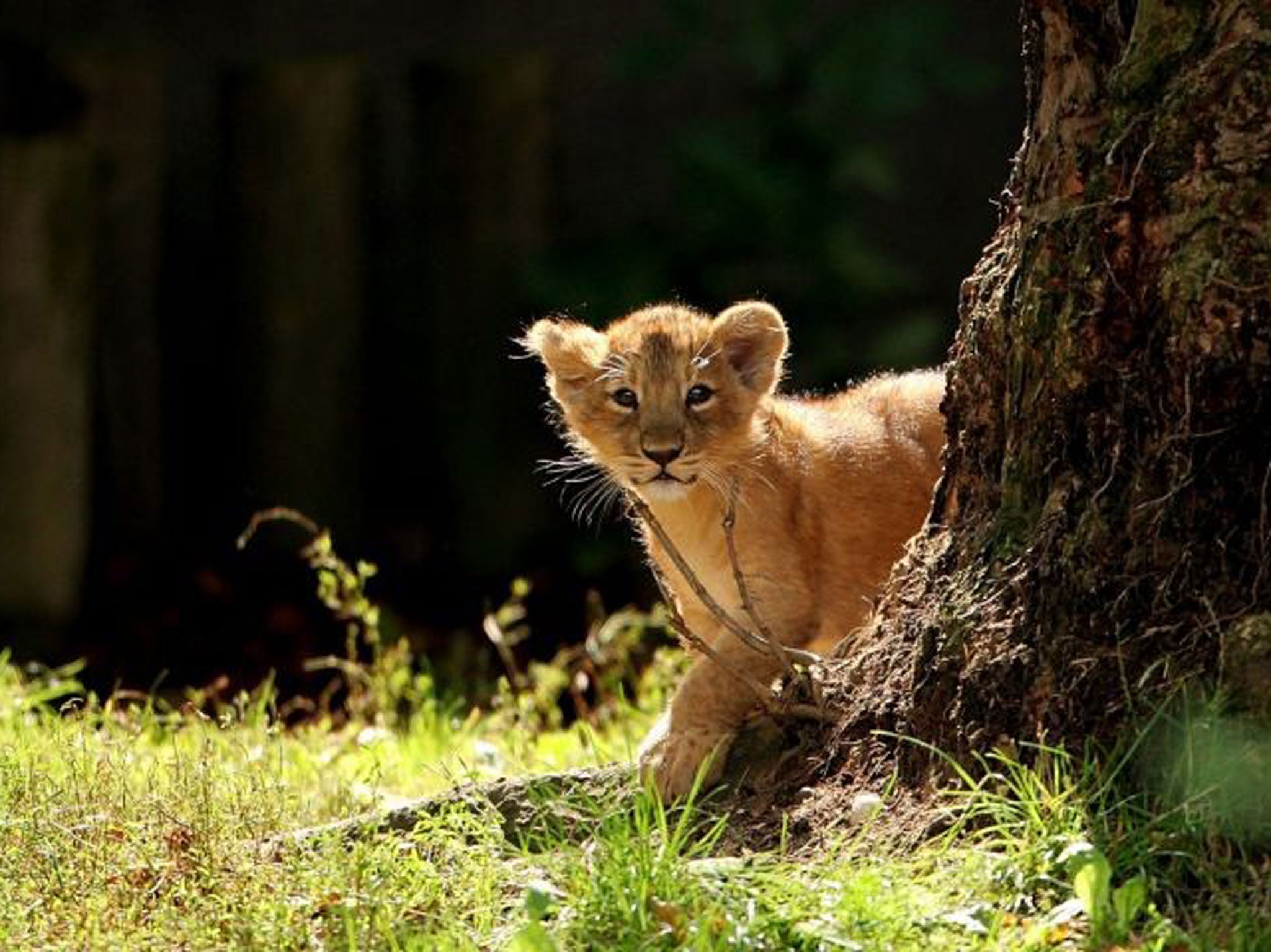 One of London zoo's cubs takes its first steps