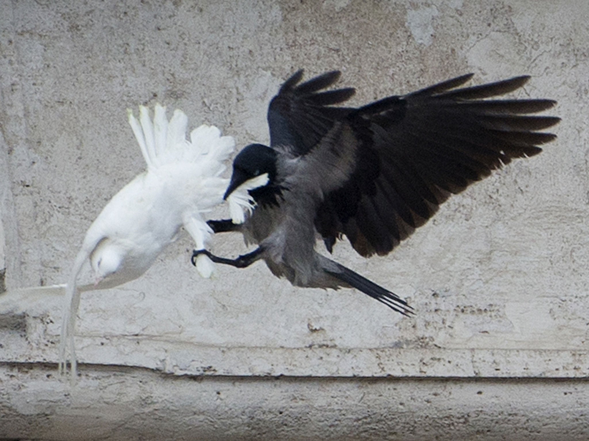 The crow pecked repeatedly at the other dove