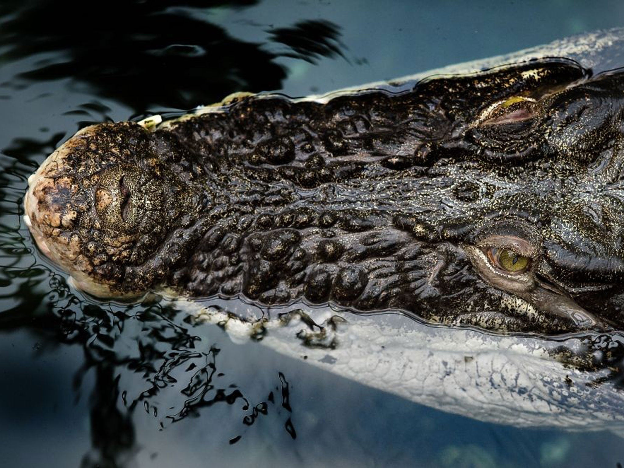 Saltwater crocodiles can weigh up to a ton