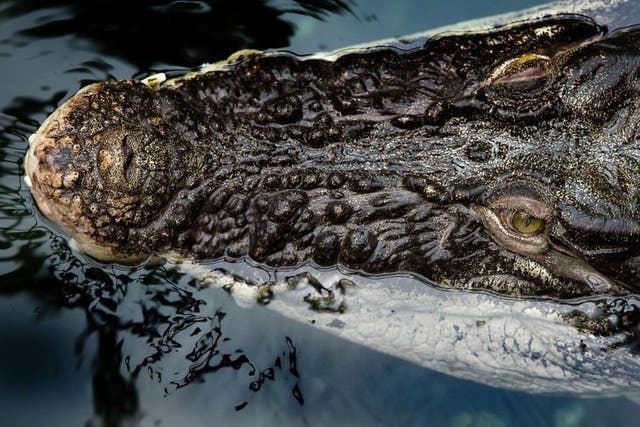 Saltwater crocodiles can weigh up to a ton