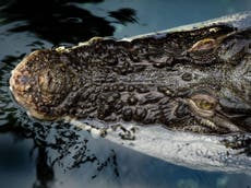 Australia could reintroduce trophy hunting of crocodiles