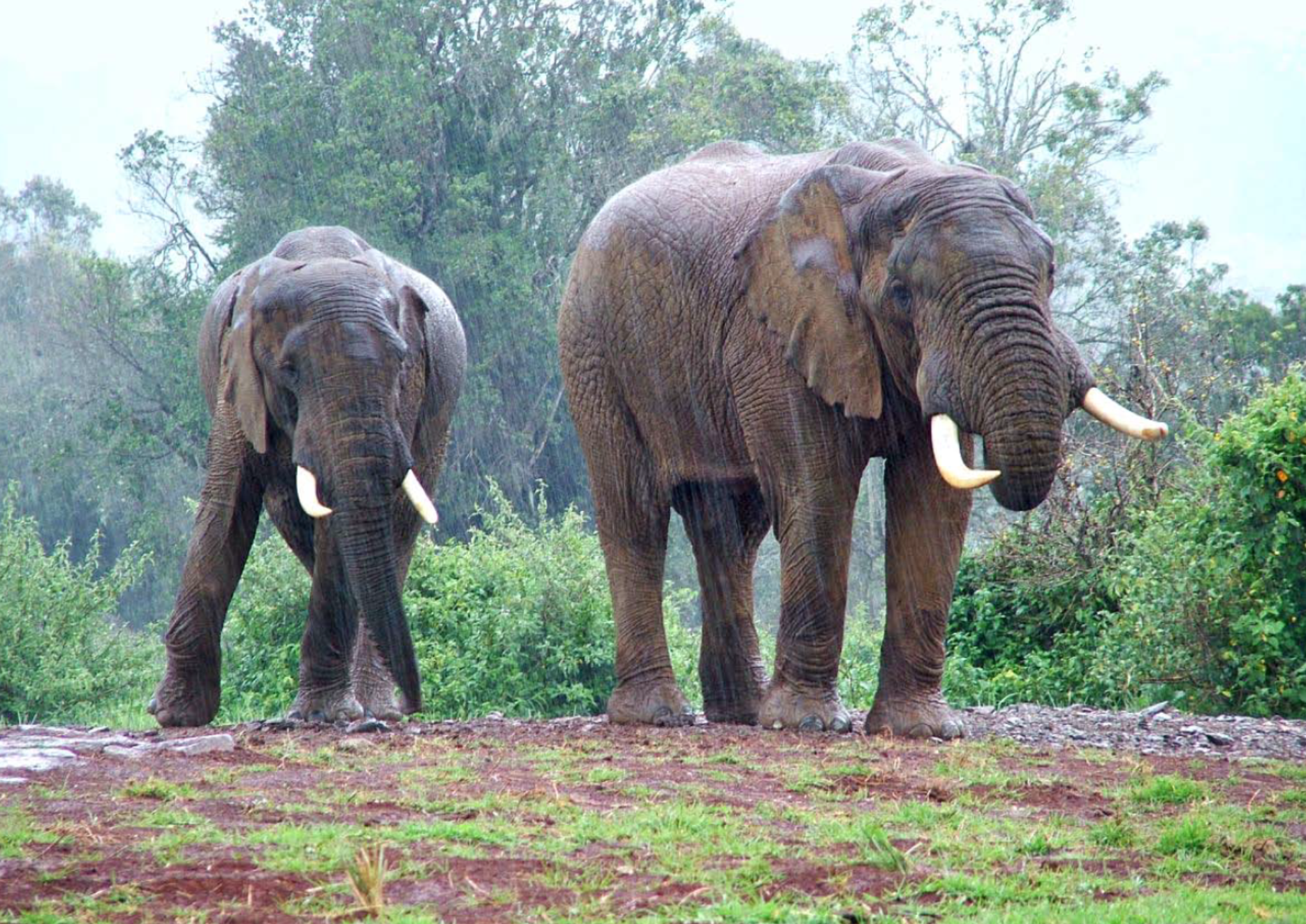 elephants in rain