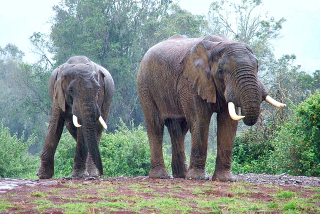 elephants in rain