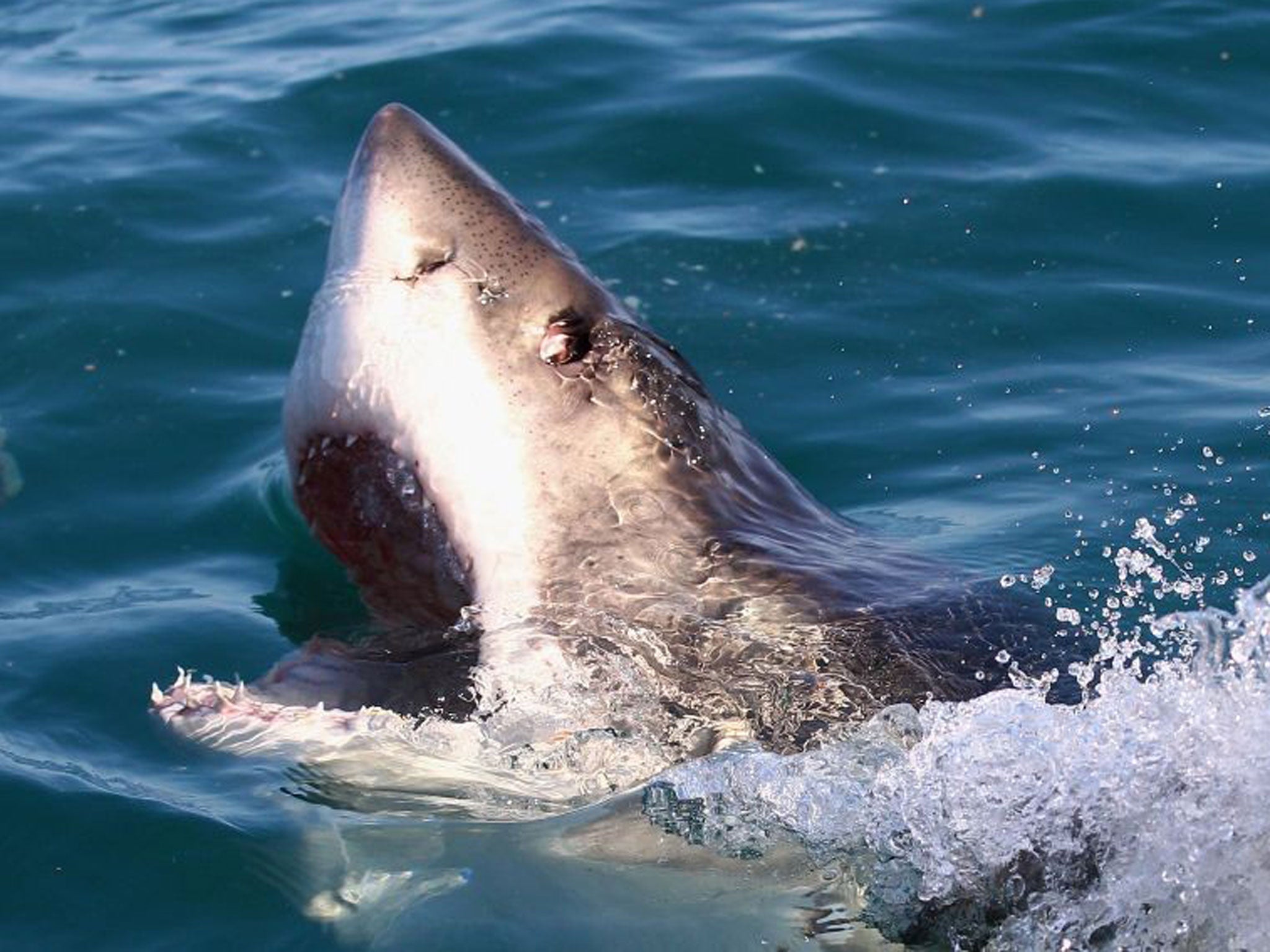 The shark struck when the female tourist was swimming with a friend