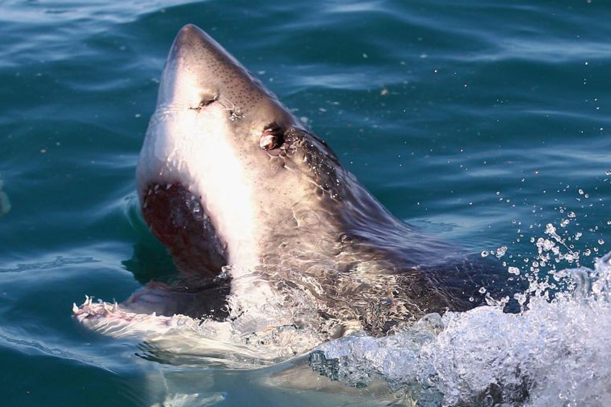Woman loses arm in shark attack after mistaking predator for tuna fish ...