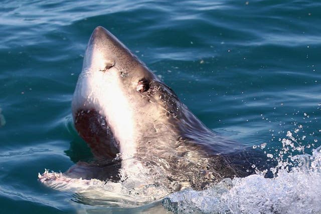 <p>The shark struck when the female tourist was swimming with a friend </p>