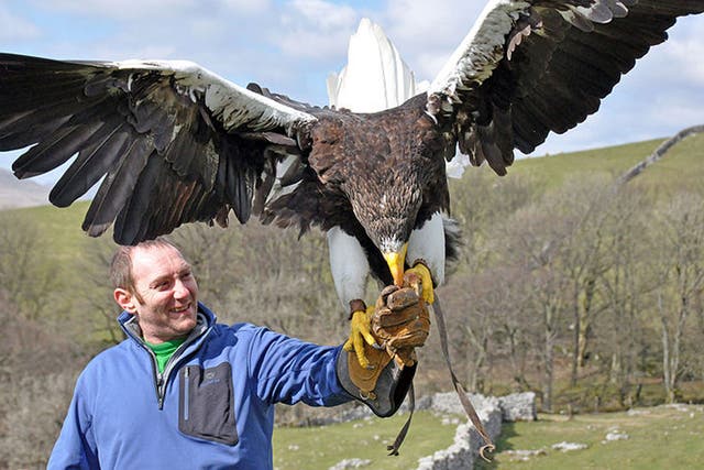 The steller sea eagle can be 8ft in wing-span