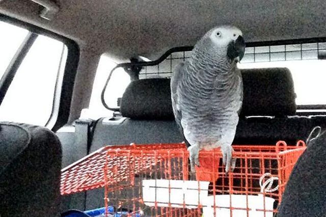 A motorist has had her car seized after being stopped by police in West Yorkshire, who discovered she was a learner driver accompanied only by her pet parrot