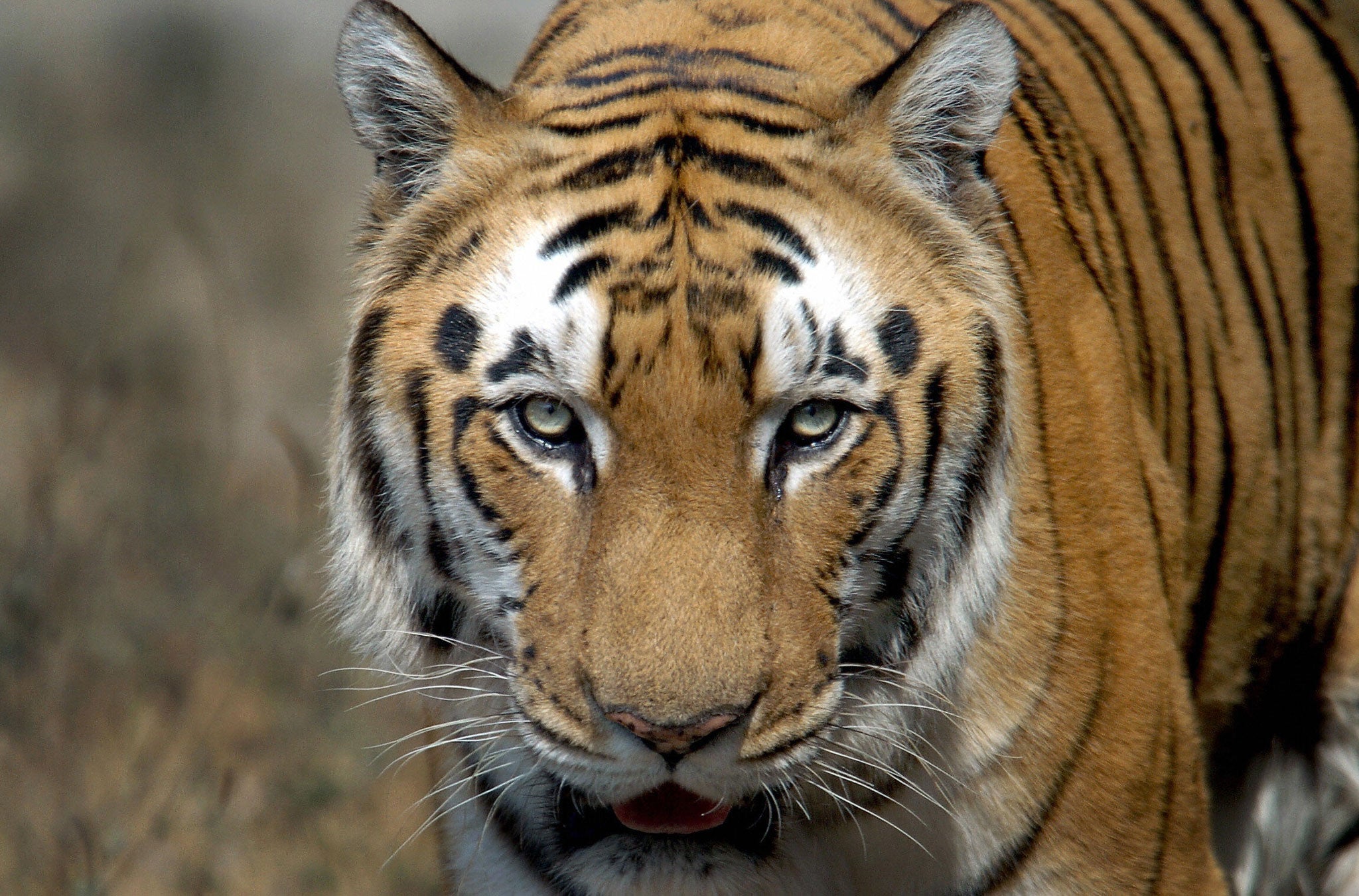 An Indian Bengal Tiger (Panthera tigris) walks in its enclosure at the Zoological park in New Delhi, 28 January 2006